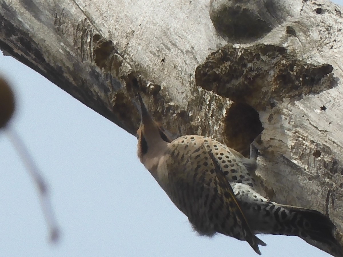 Northern Flicker - ML555090341