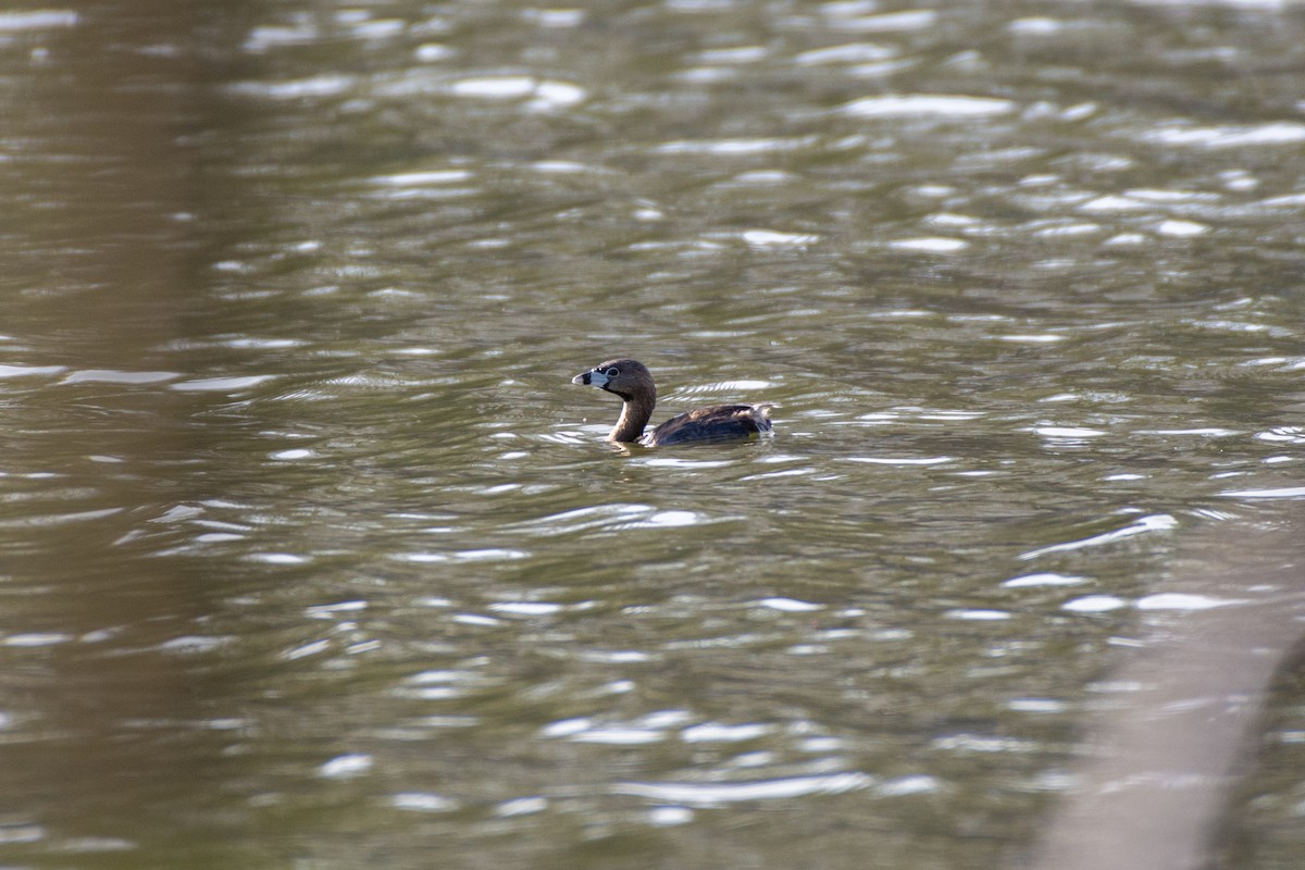 Pied-billed Grebe - ML555090441