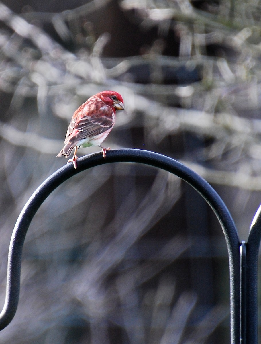 Purple Finch - Cynthia Burkhart