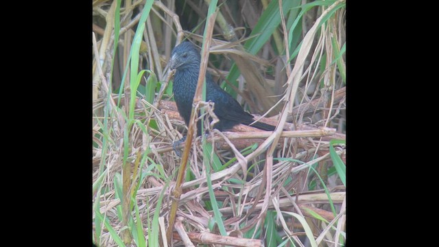 Groove-billed Ani - ML555093041