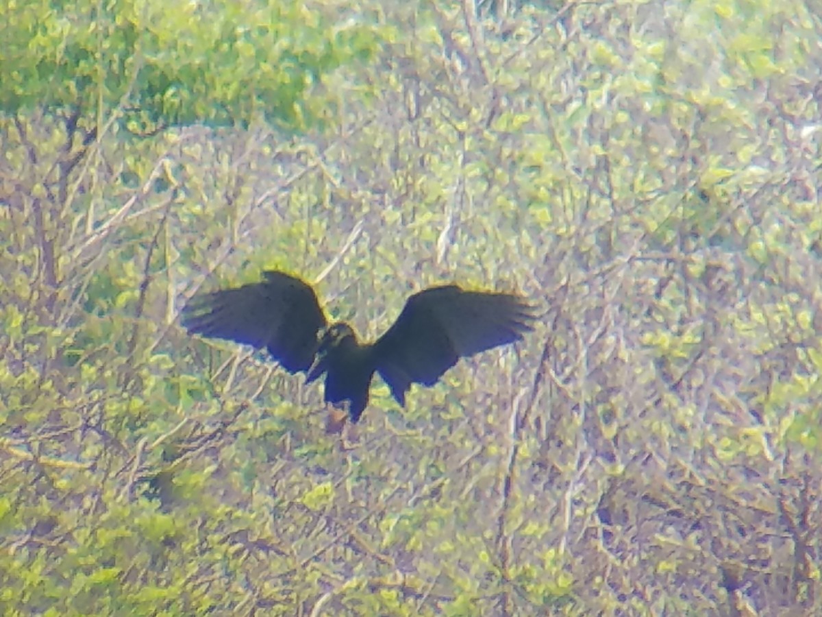 Anhinga Americana - ML55509441