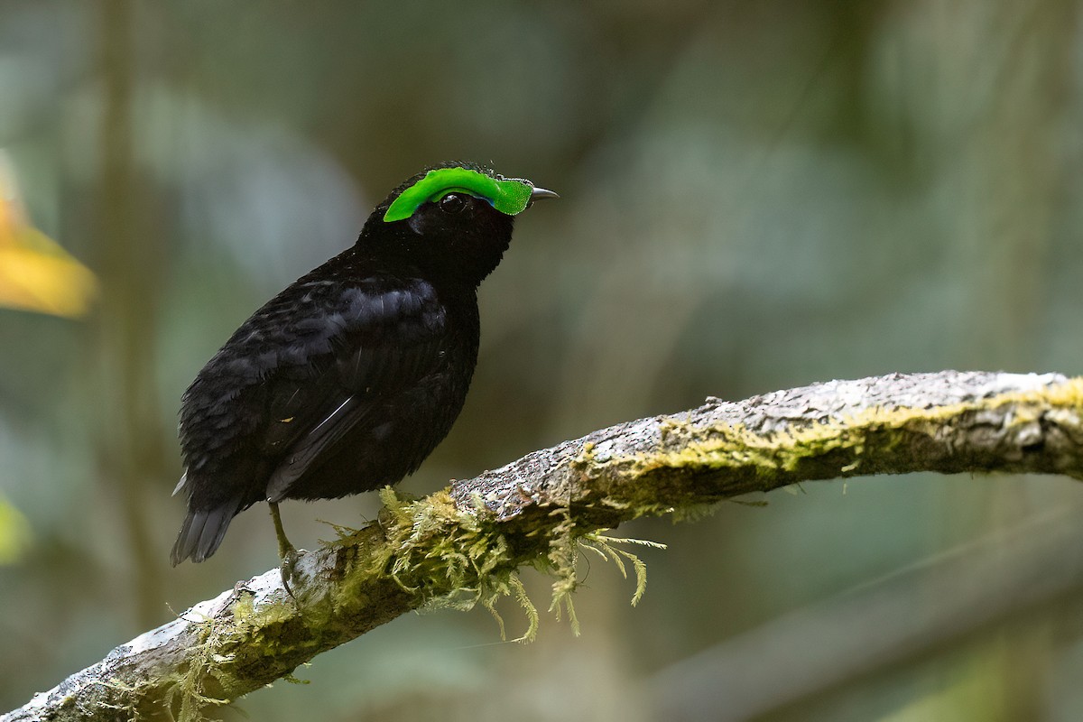 Velvet Asity - Chris Venetz | Ornis Birding Expeditions