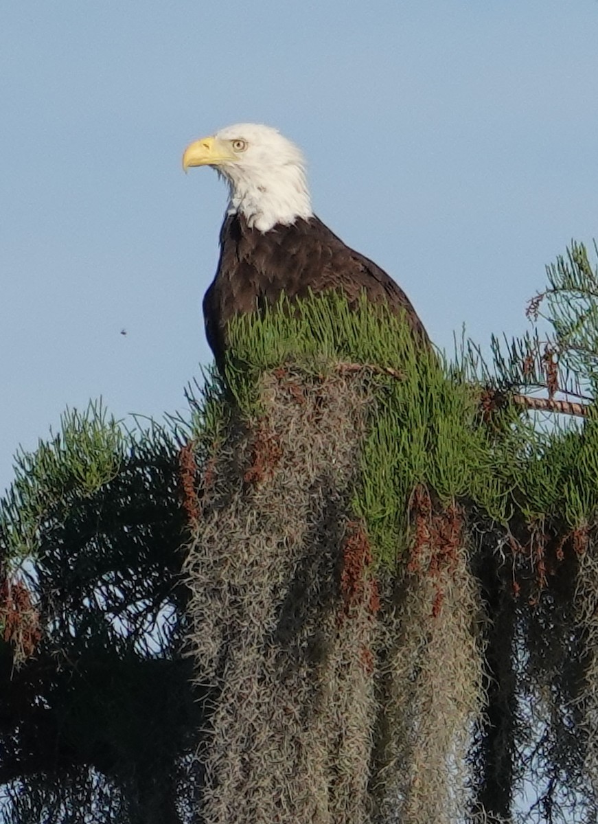 Bald Eagle - ML555098041