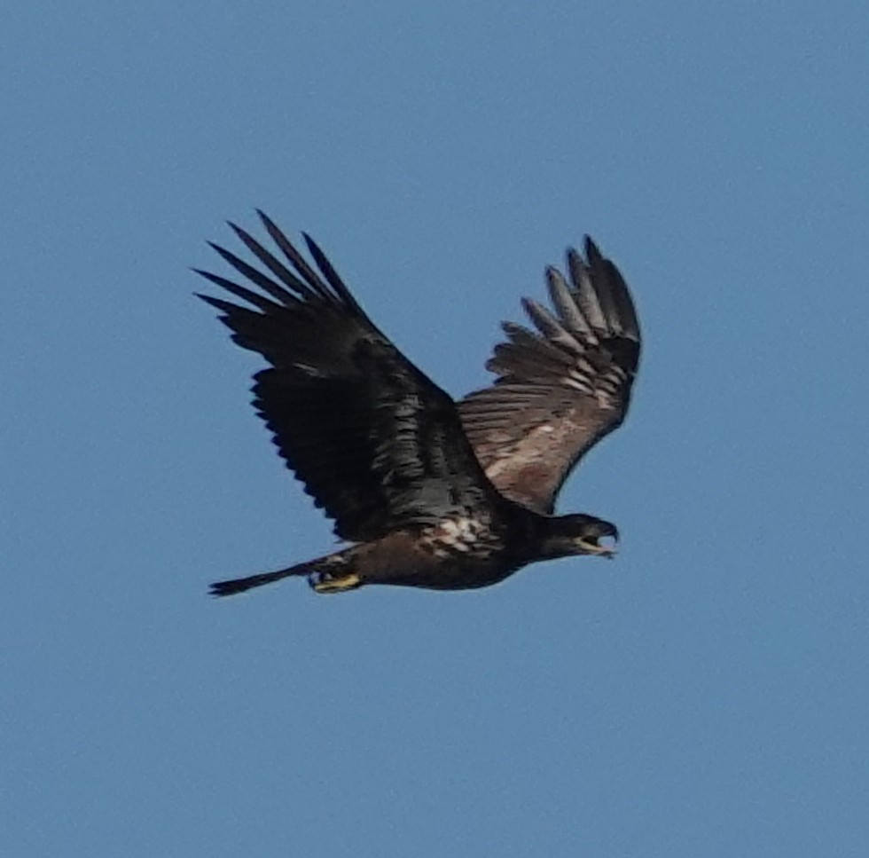 Bald Eagle - ML555098051