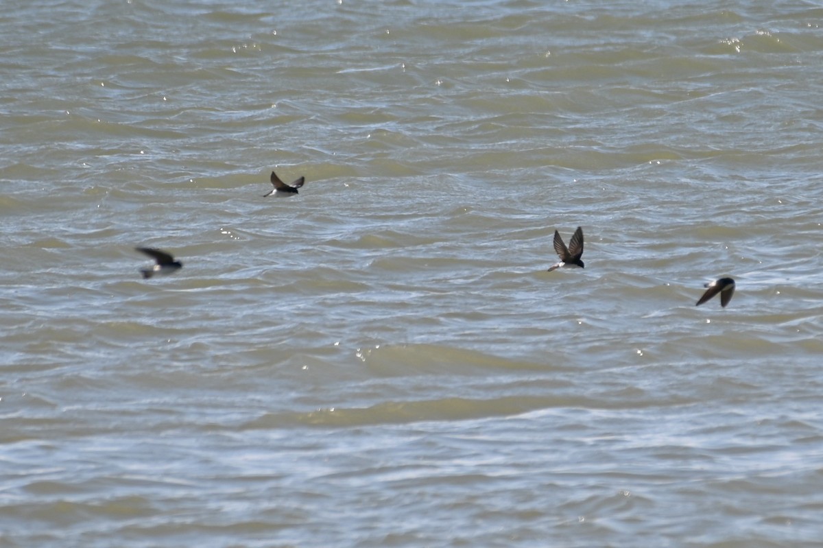 Tree Swallow - ML555098131