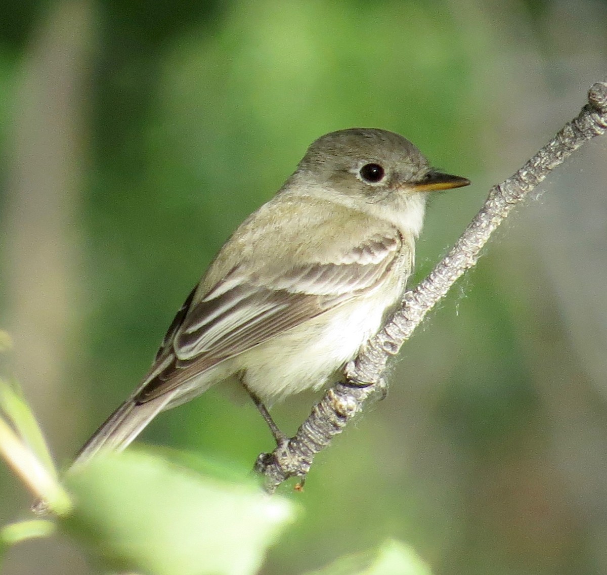 Gray Flycatcher - ML55509821