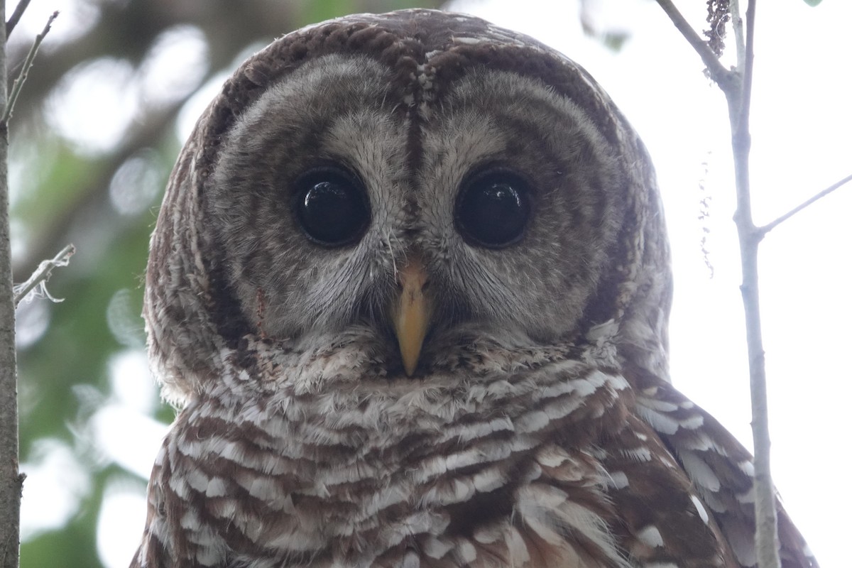 Barred Owl - ML555098291