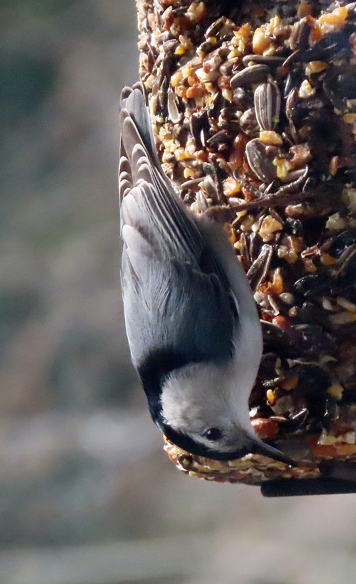White-breasted Nuthatch - ML555098351
