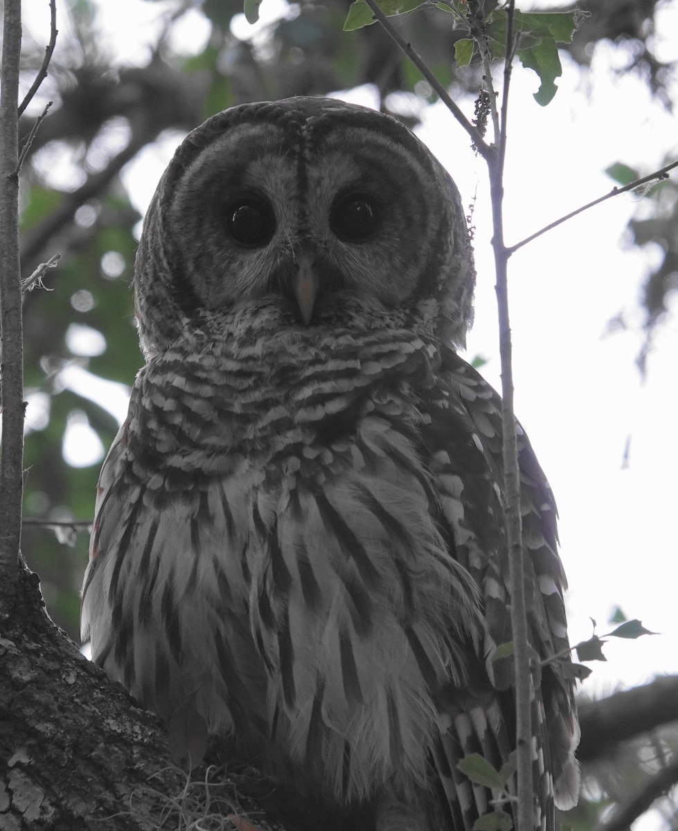 Barred Owl - ML555098551