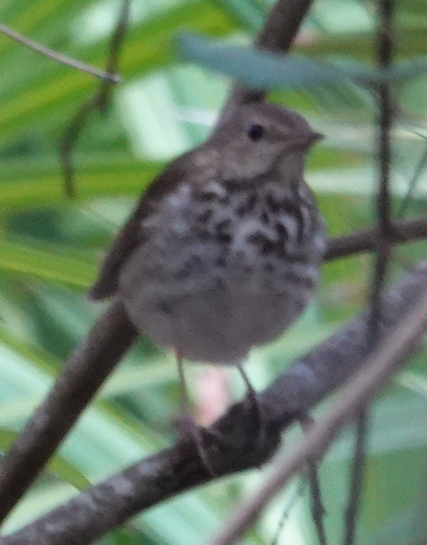 Hermit Thrush - ML555099131
