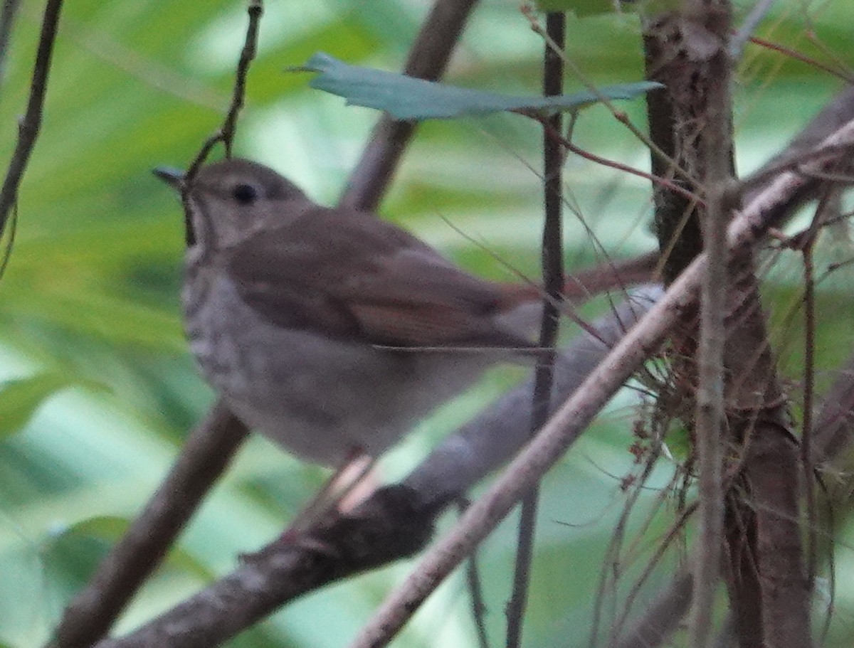 Hermit Thrush - ML555099141