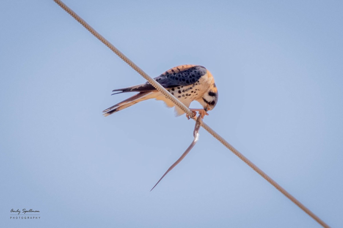 American Kestrel - ML555099841