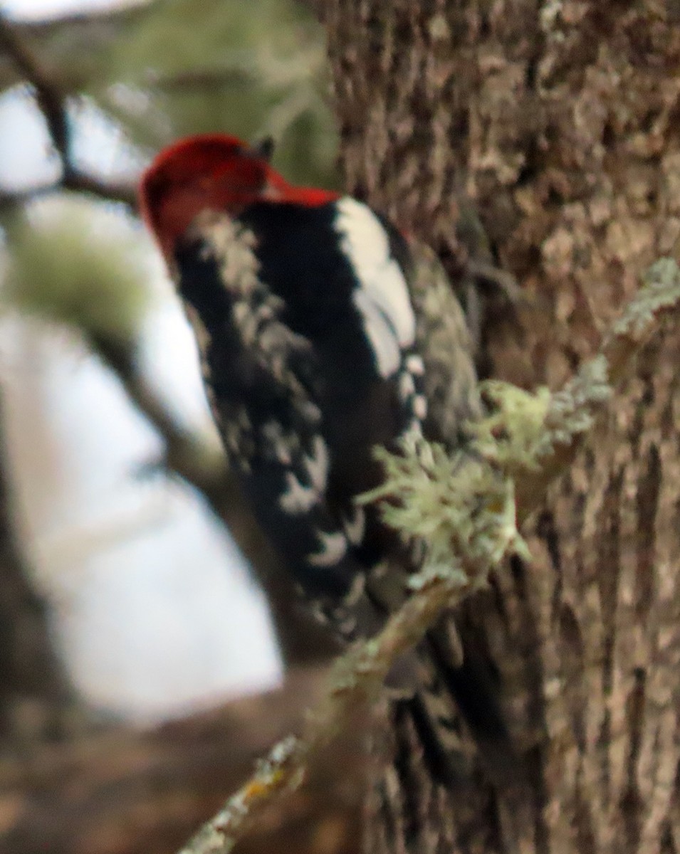 Red-breasted Sapsucker - ML555100201