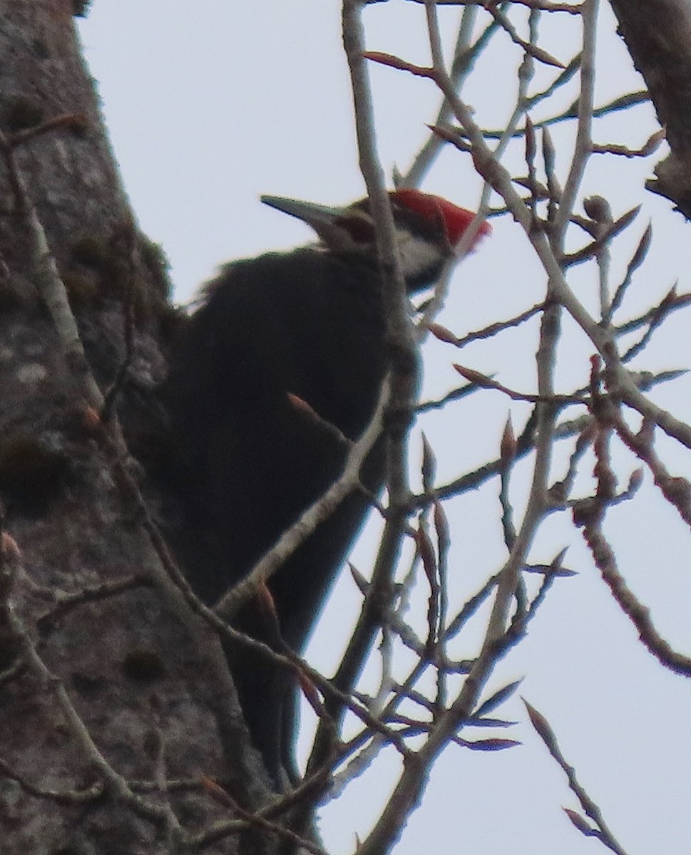 Pileated Woodpecker - ML555100351