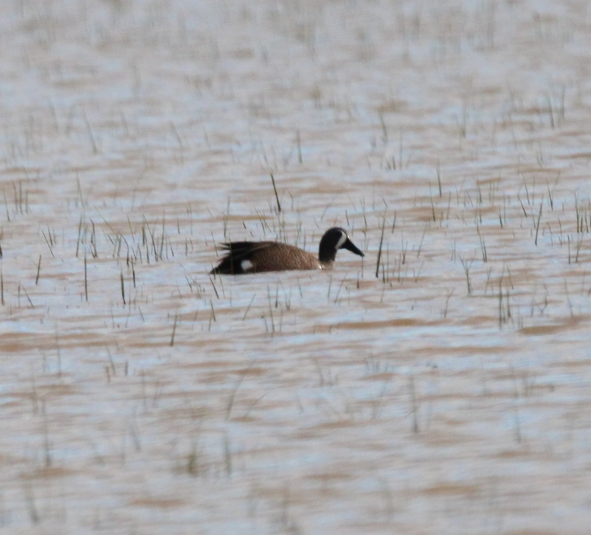 Blue-winged Teal - ML555100711