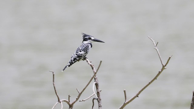 Pied Kingfisher - ML555102141