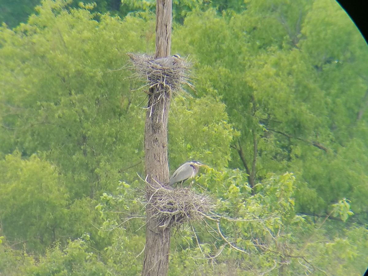 Great Blue Heron - ML55510491