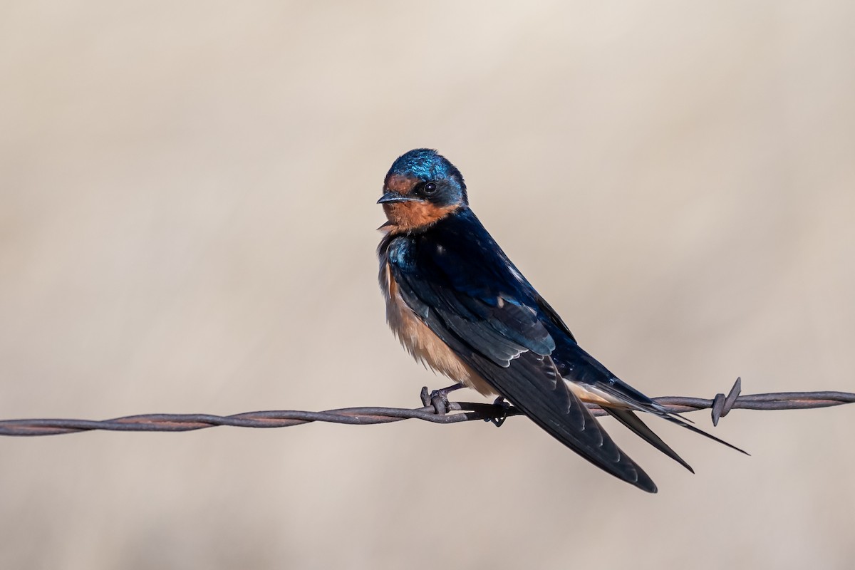 Barn Swallow - ML555105241