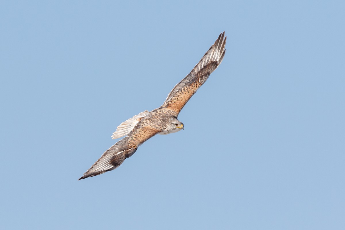 Ferruginous Hawk - ML555105301