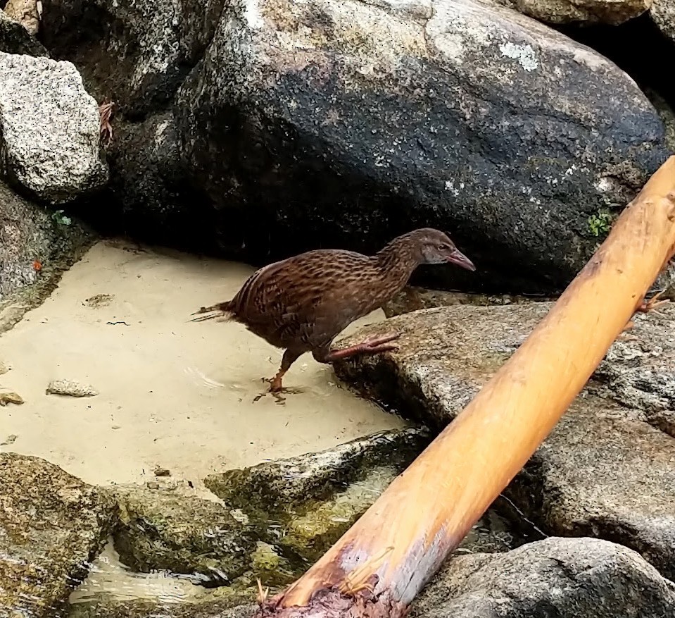 ニュージーランドクイナ - ML555105451