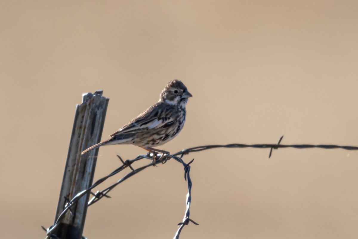 Lark Bunting - ML555105461