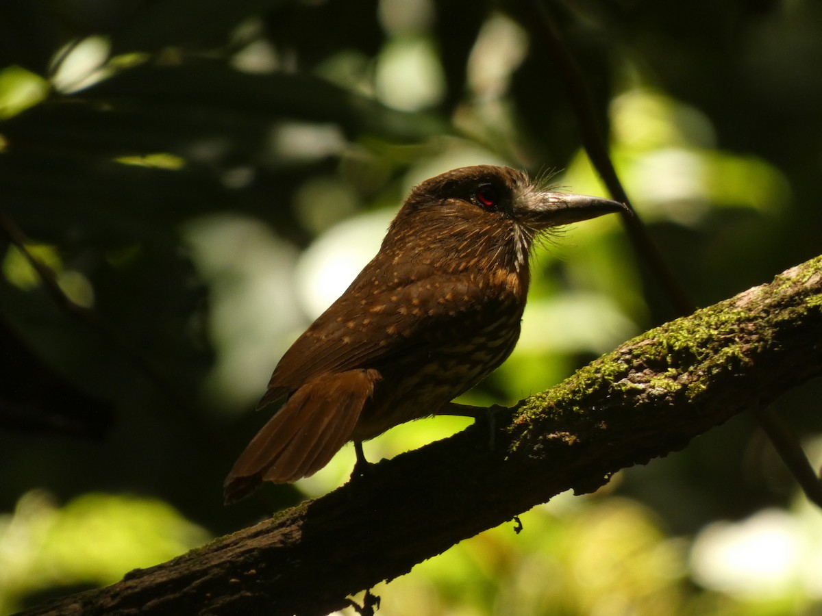 White-whiskered Puffbird - ML555106991