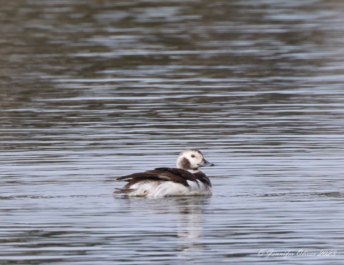 Long-tailed Duck - ML555107161