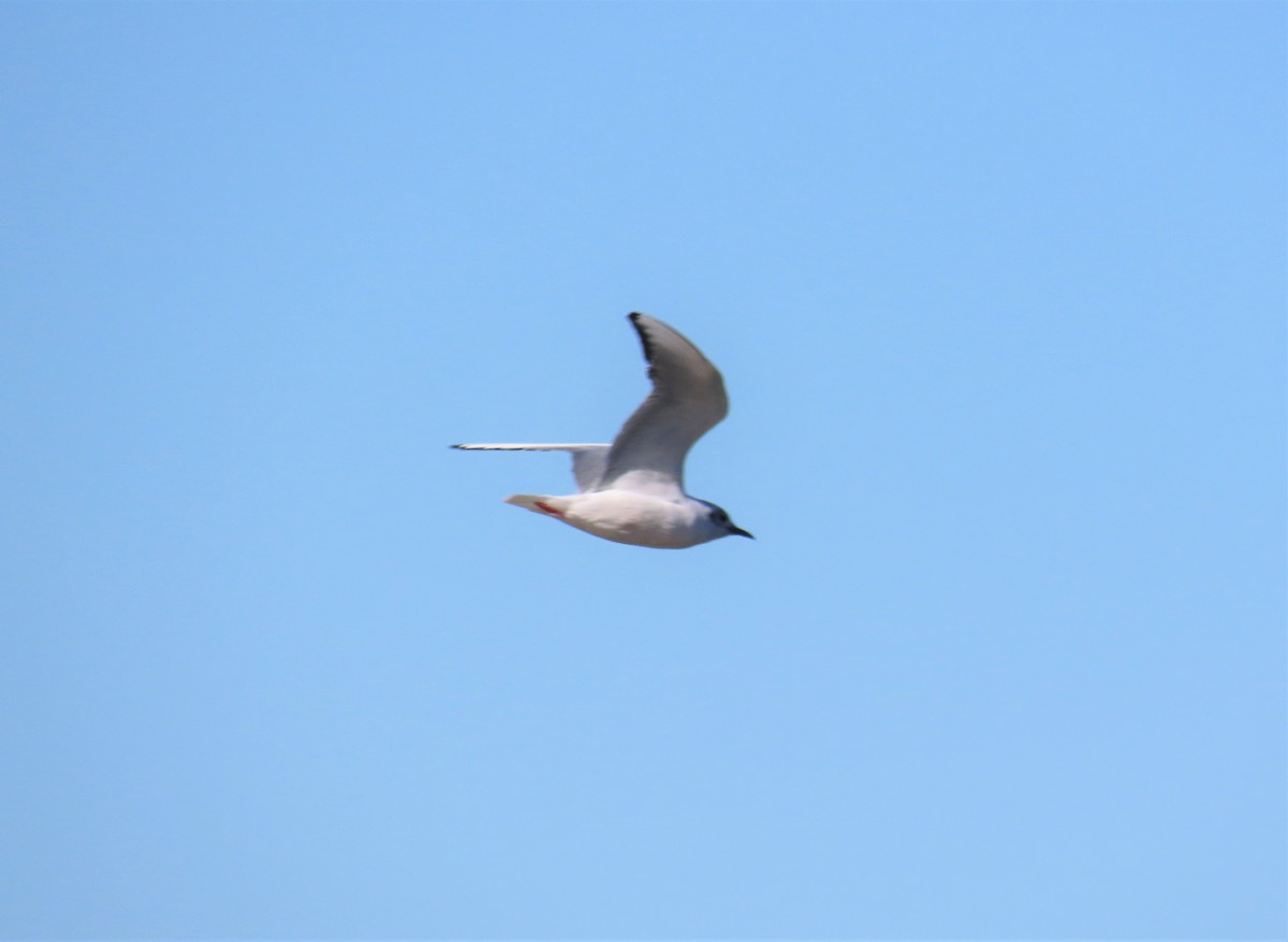 Bonaparte's Gull - ML555108271