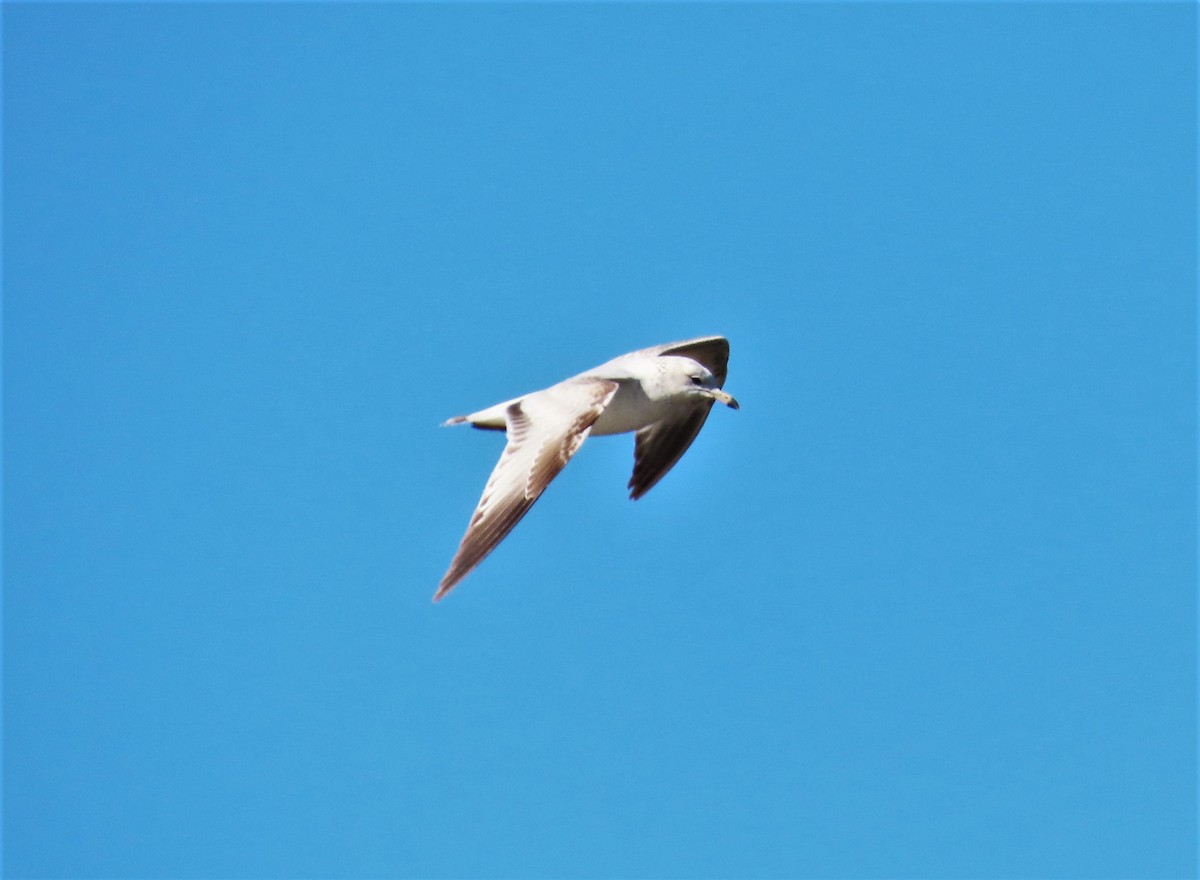 Ring-billed Gull - ML555108381