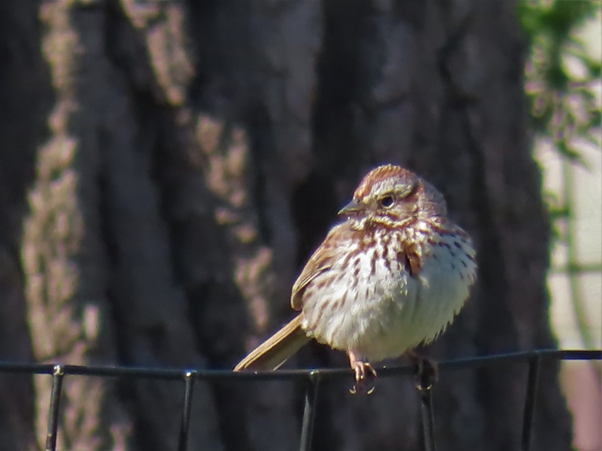 Song Sparrow - ML555108511