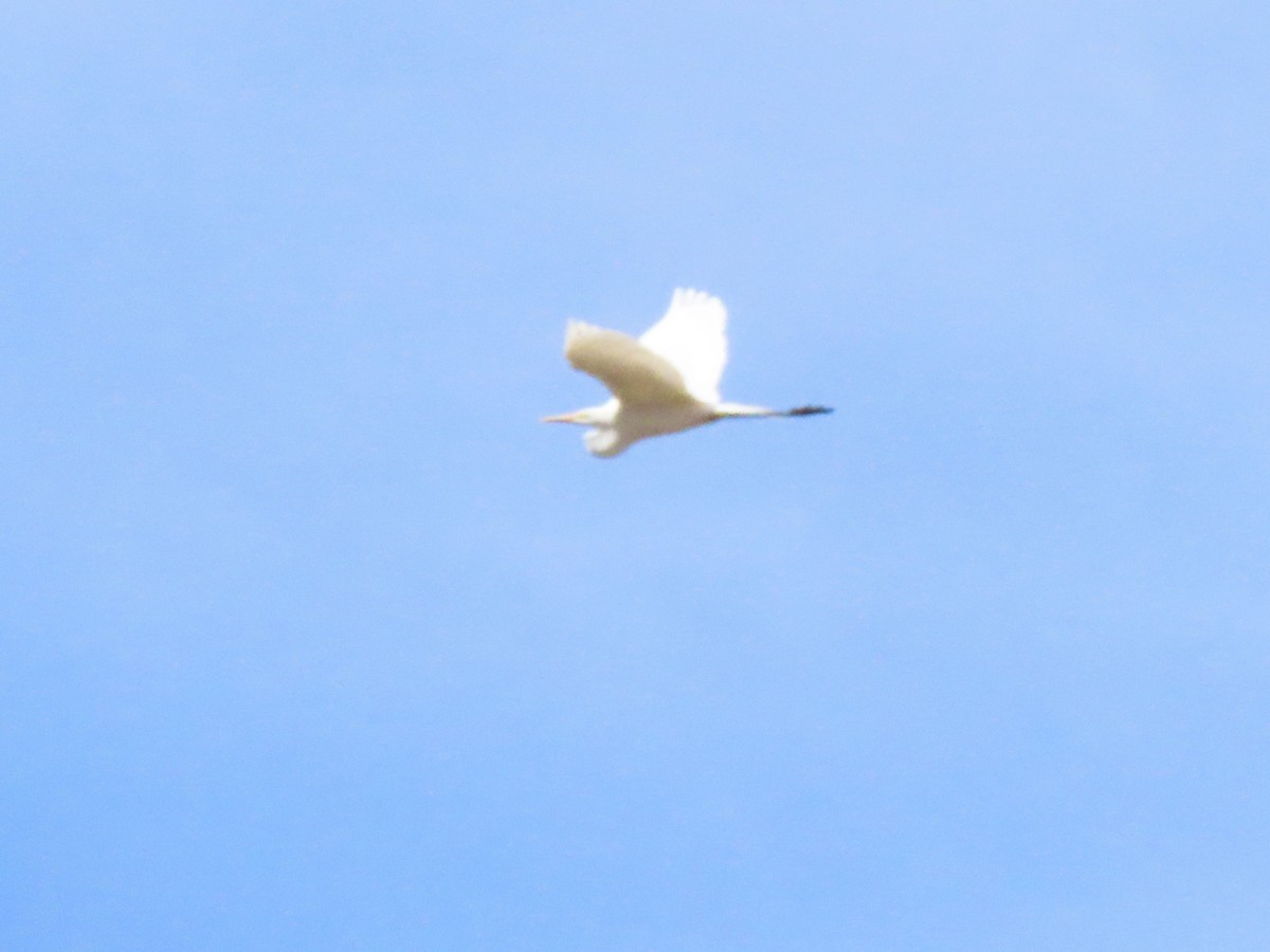 Great Egret - ML555109011