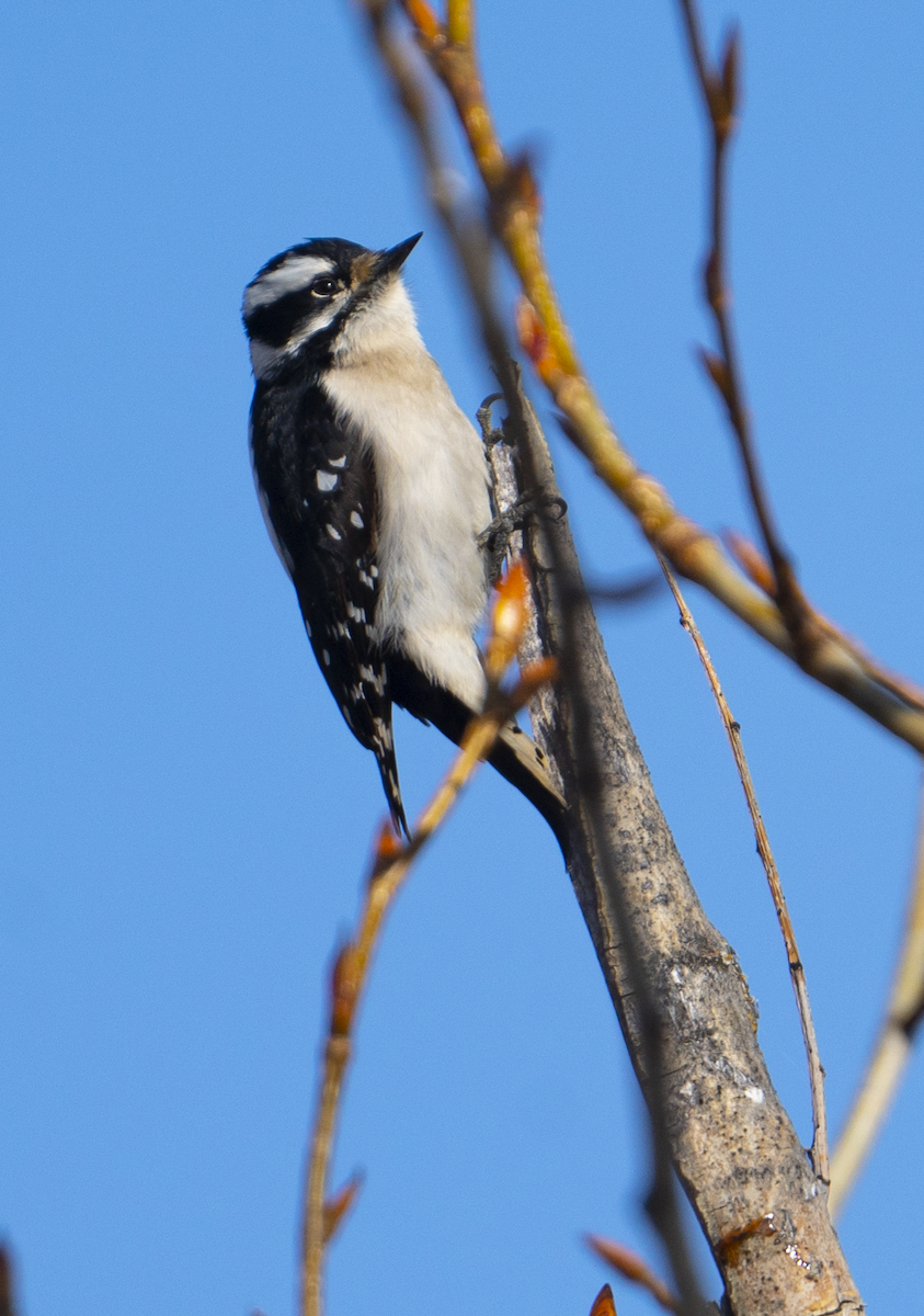 Downy Woodpecker - ML555109141