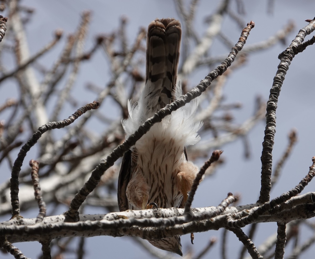 Cooper's Hawk - ML555109411