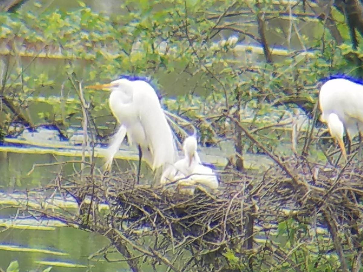 Great Egret - ML55510951