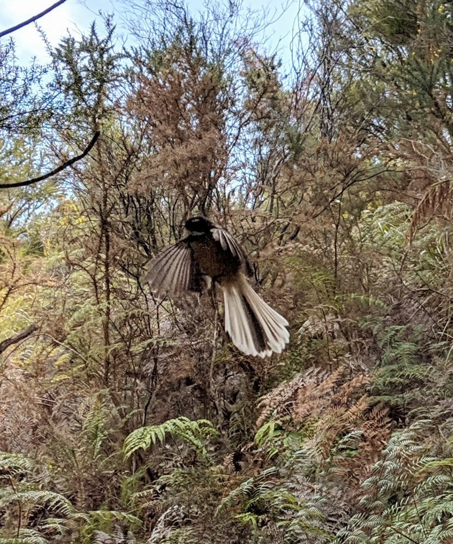 ニュージーランドオウギビタキ - ML555109511