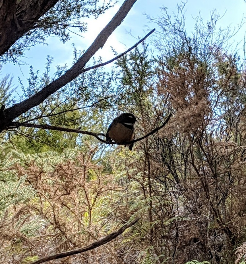 ニュージーランドオウギビタキ - ML555109521