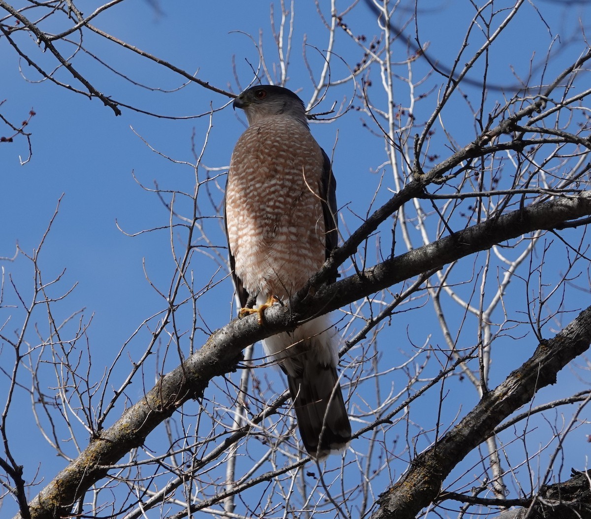 Cooper's Hawk - ML555109611