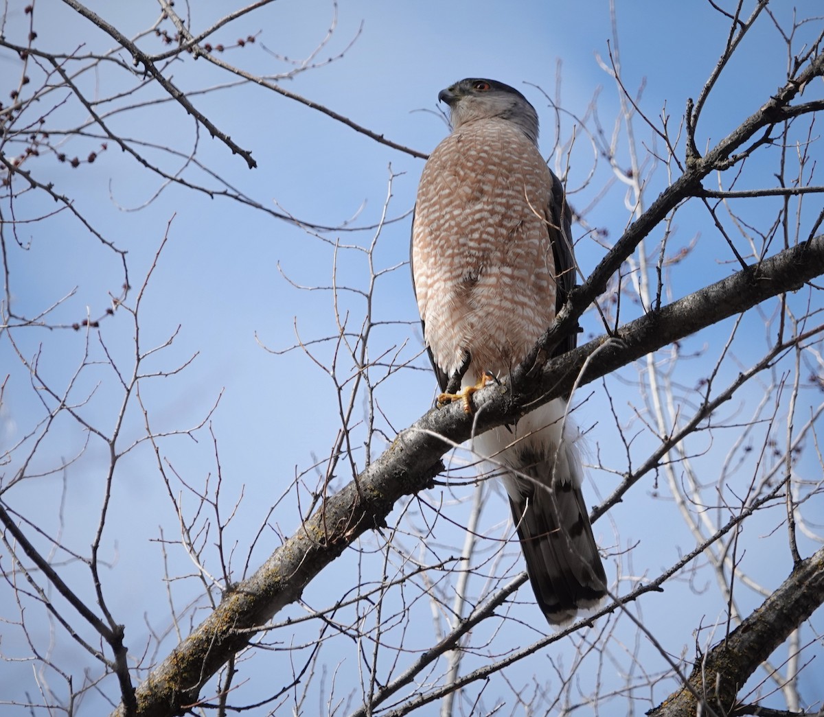 Cooper's Hawk - ML555109791