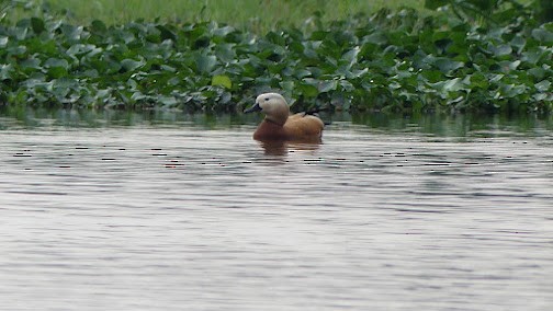 Ruddy Shelduck - ML555110031