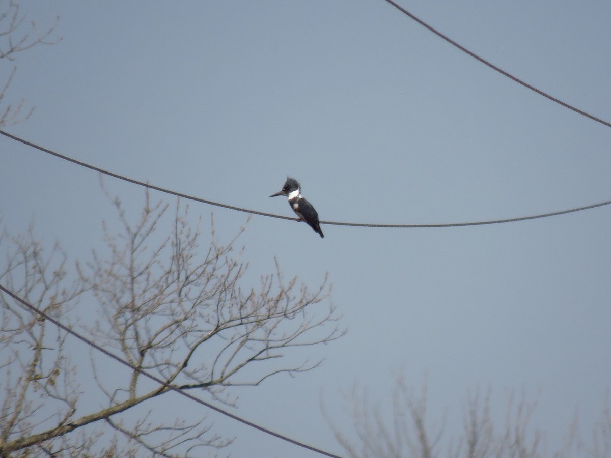 Belted Kingfisher - ML555110651