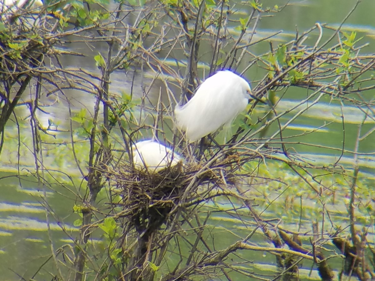 Snowy Egret - ML55511271