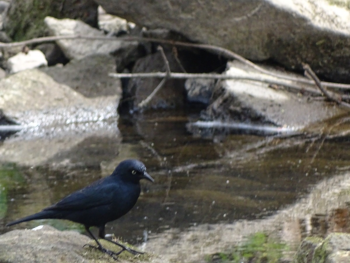 Rusty Blackbird - ML555113071