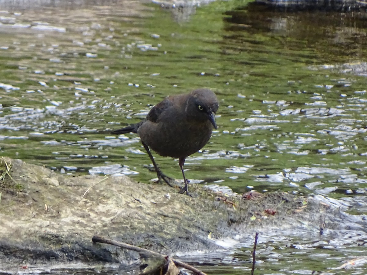 Rusty Blackbird - ML555113081