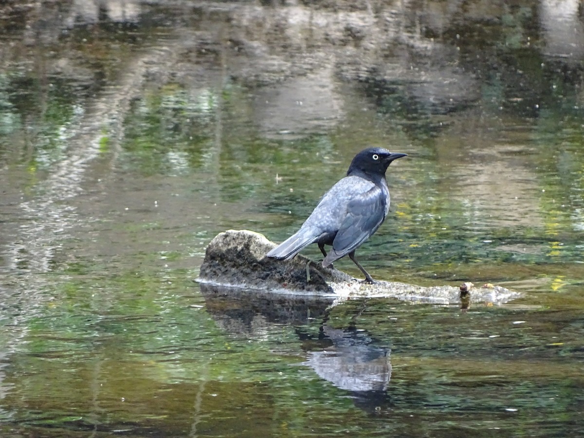 Rusty Blackbird - ML555113091