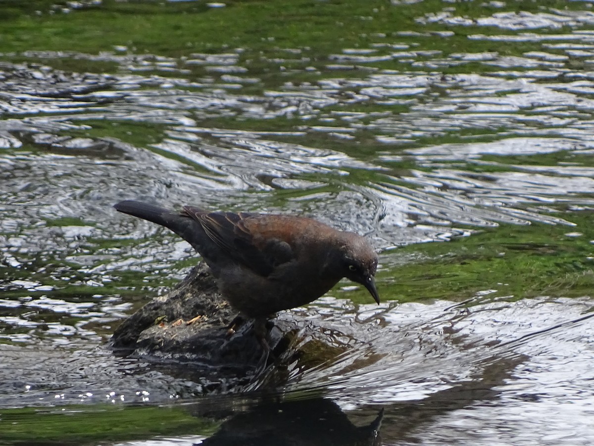 Rusty Blackbird - ML555113101