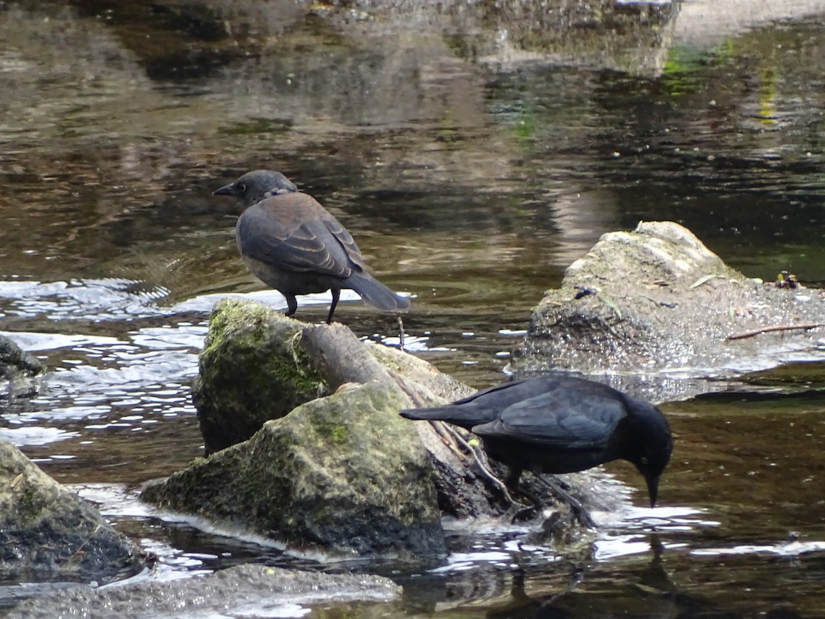 Rusty Blackbird - ML555113111