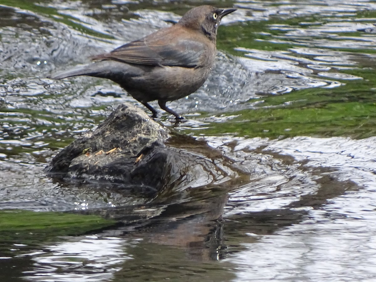 Rusty Blackbird - ML555113121