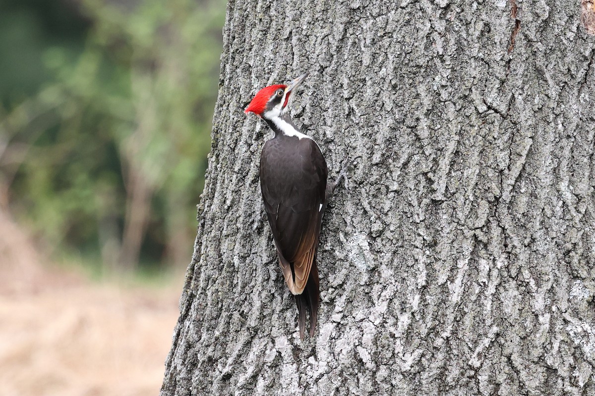 Pileated Woodpecker - Yiming Qiu