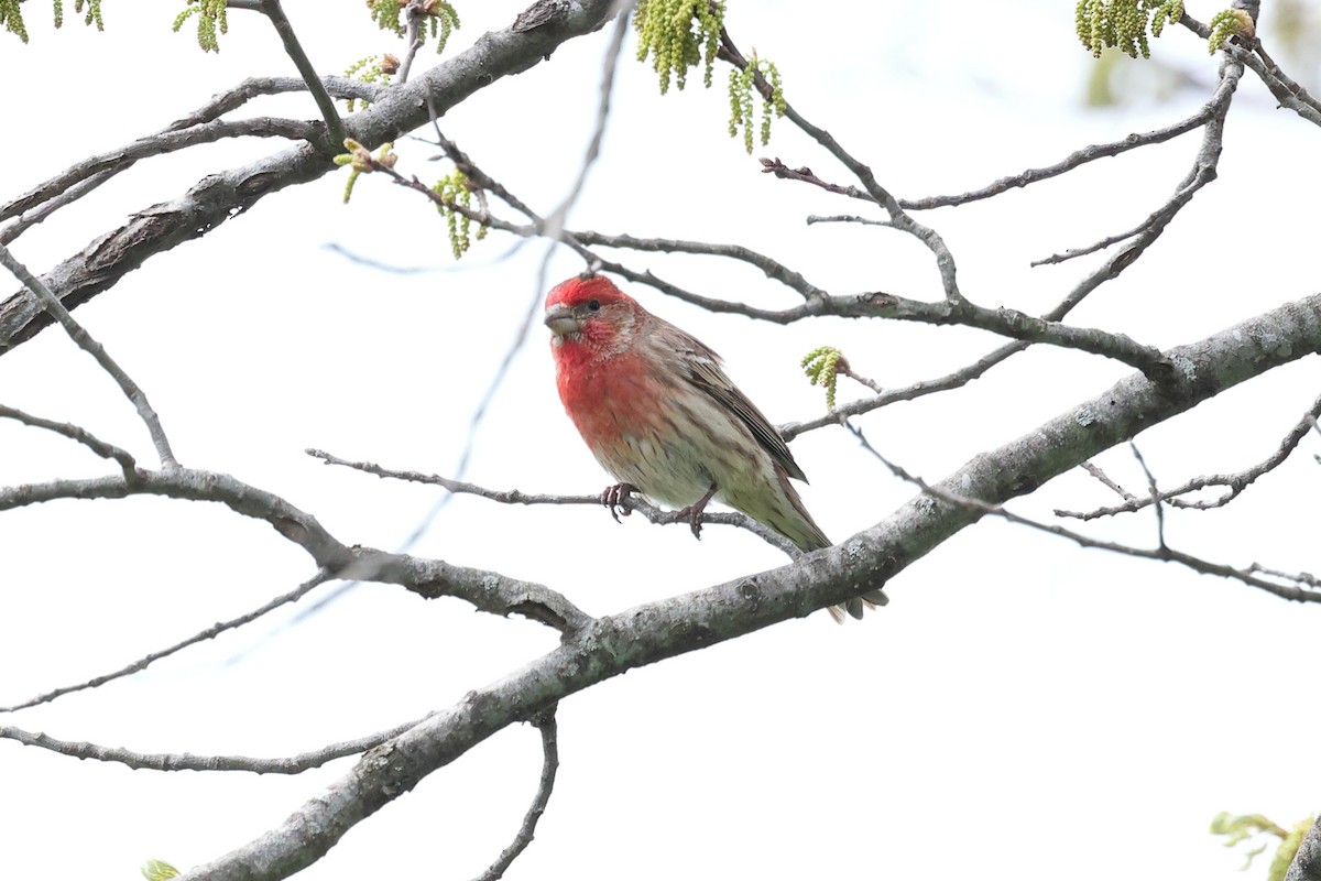 House Finch - Yiming Qiu