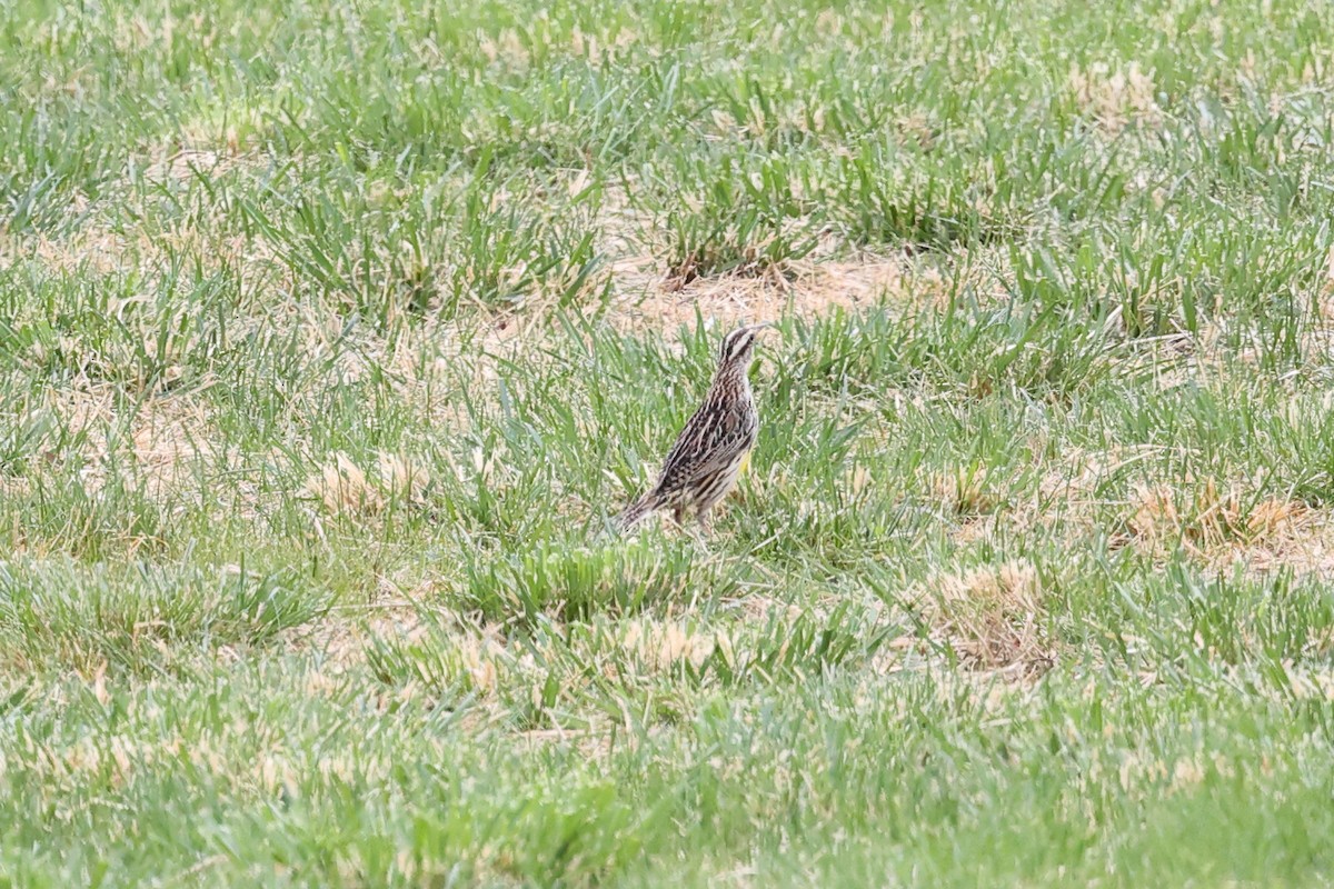 Eastern Meadowlark - Yiming Qiu